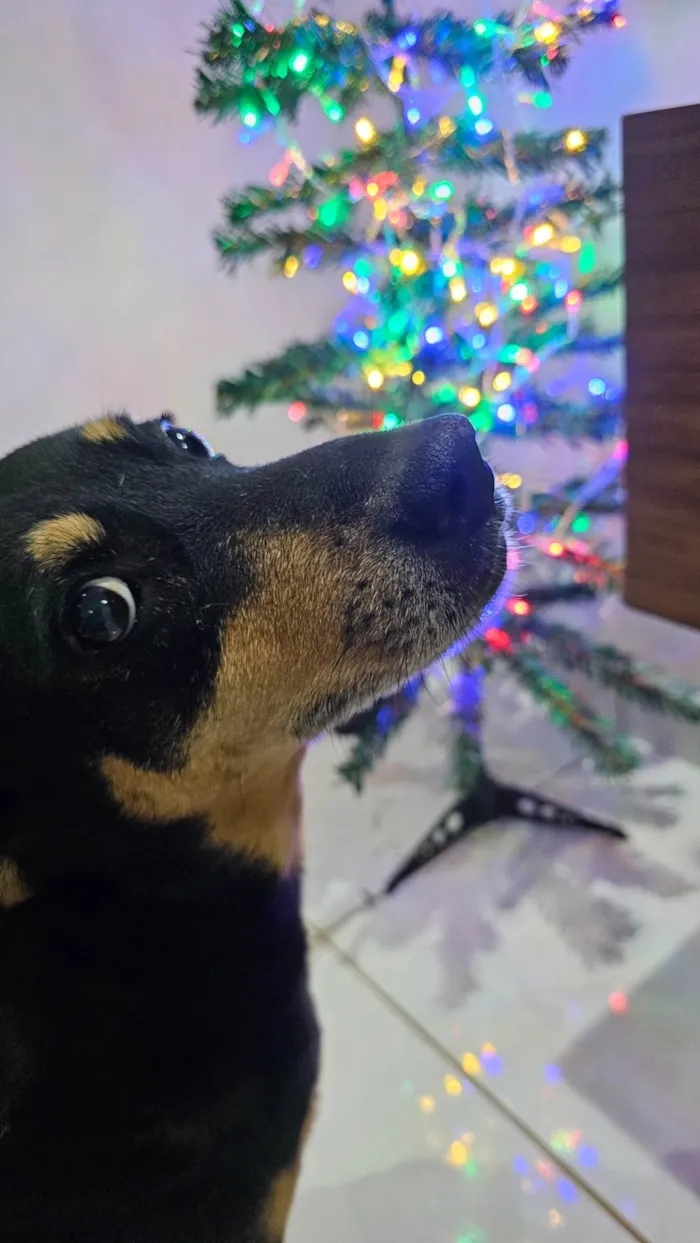 Cachorro ra a SRD-ViraLata idade 6 ou mais anos nome Neguinha