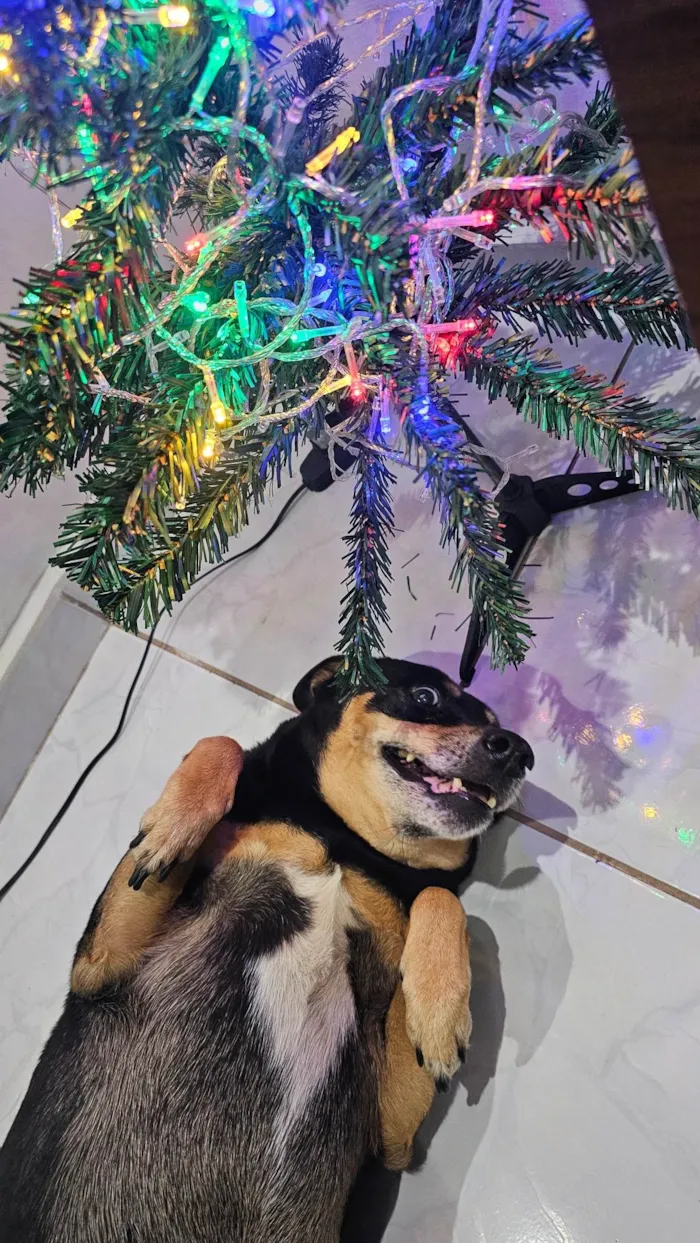 Cachorro ra a SRD-ViraLata idade 6 ou mais anos nome Neguinha