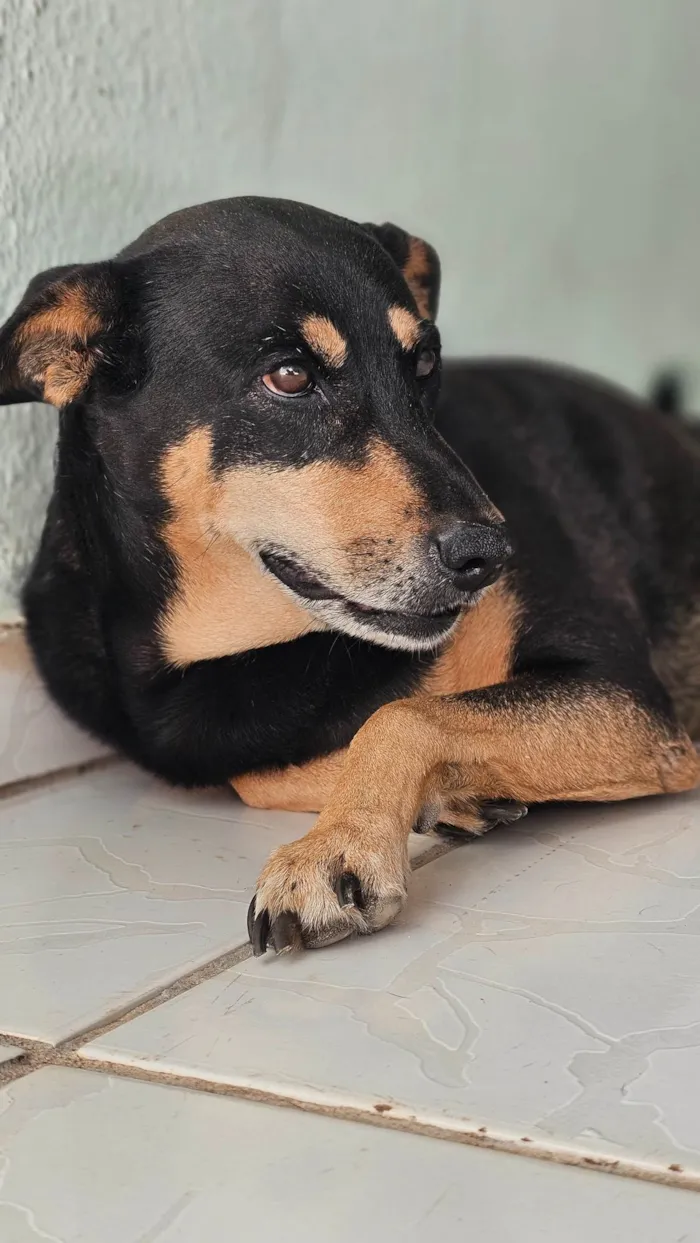 Cachorro ra a SRD-ViraLata idade 6 ou mais anos nome Neguinha