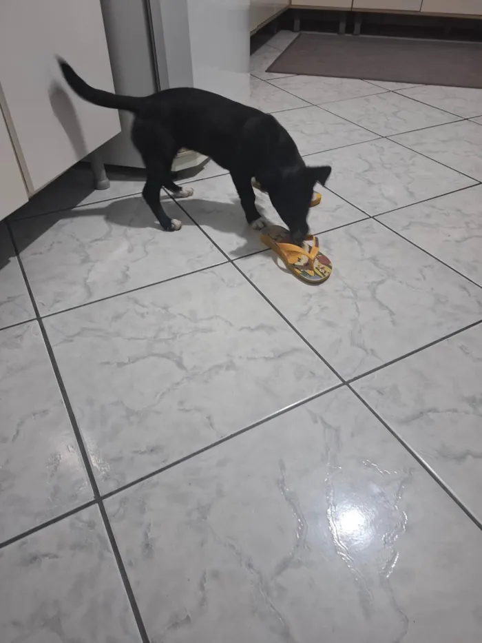 Cachorro ra a SRD-ViraLata idade 2 a 6 meses nome Bela