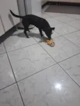 Bela
