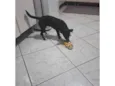 Bela