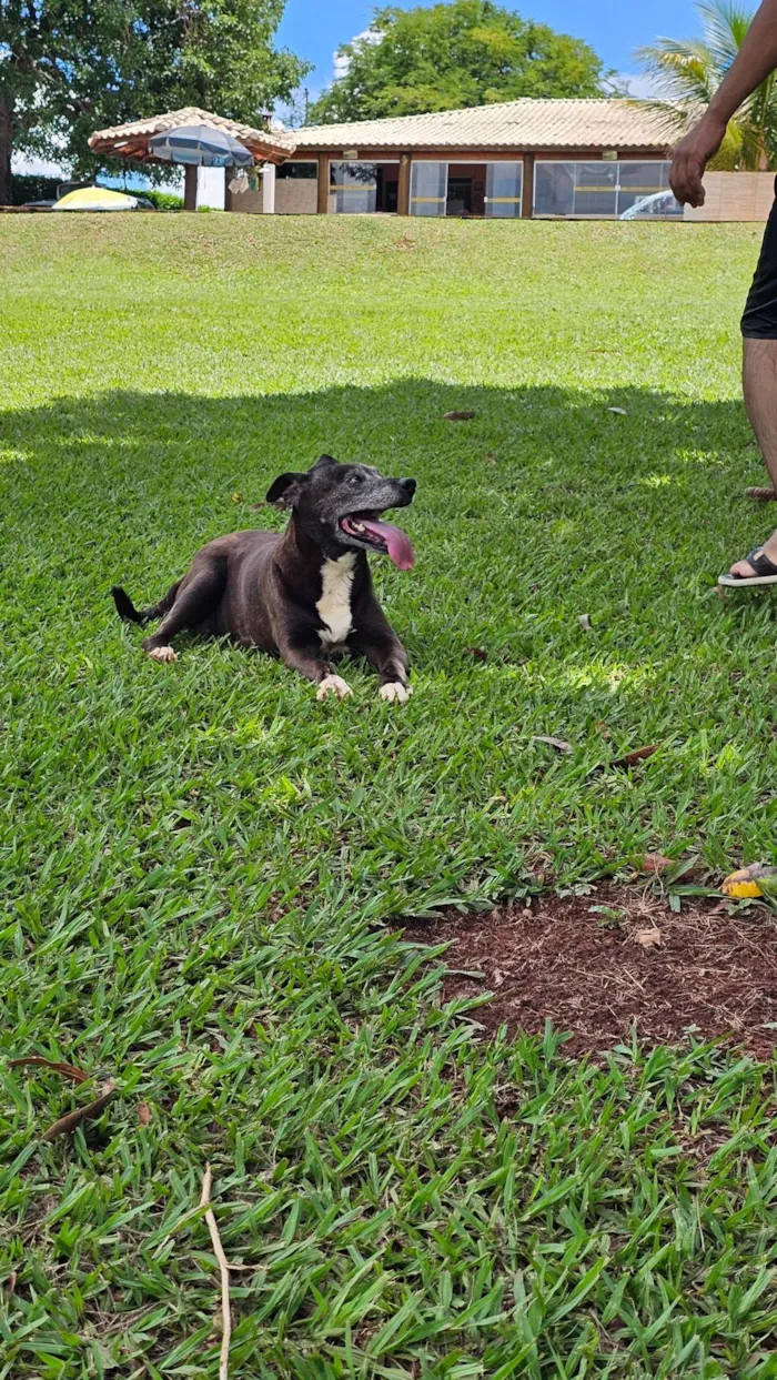Cachorro ra a SRD-ViraLata idade 6 ou mais anos nome Kira
