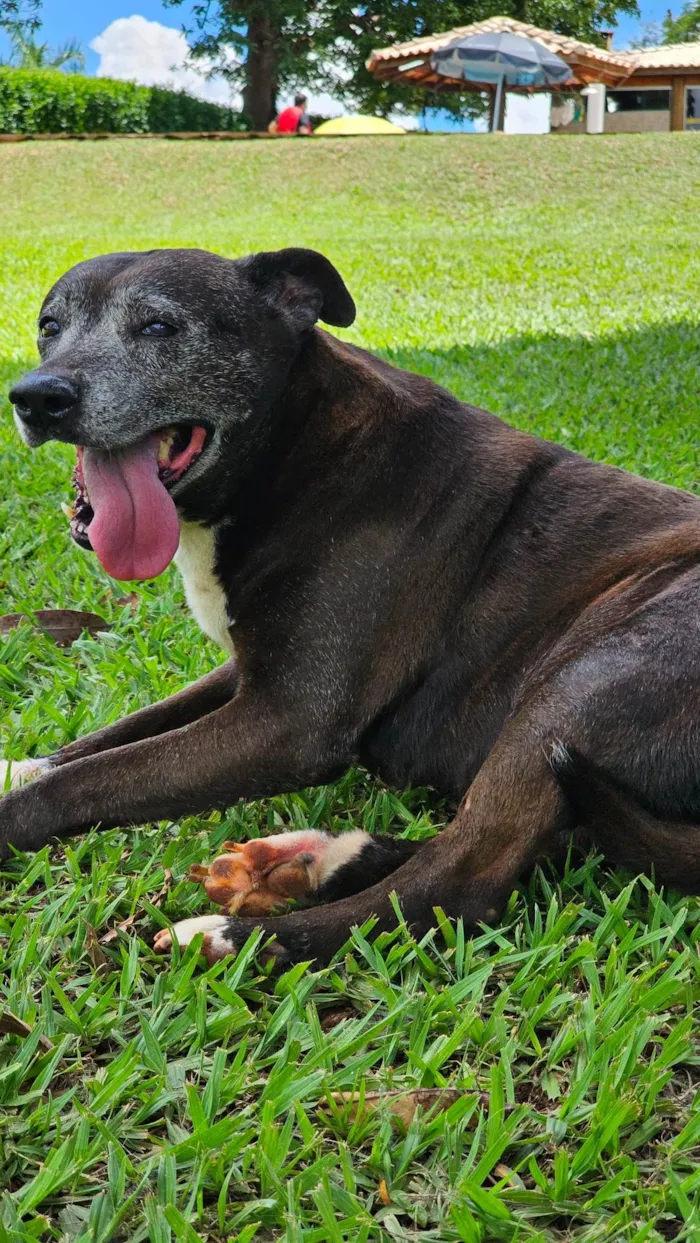 Cachorro ra a SRD-ViraLata idade 6 ou mais anos nome Kira