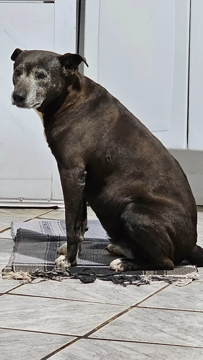 Cachorro ra a SRD-ViraLata idade 6 ou mais anos nome Kira