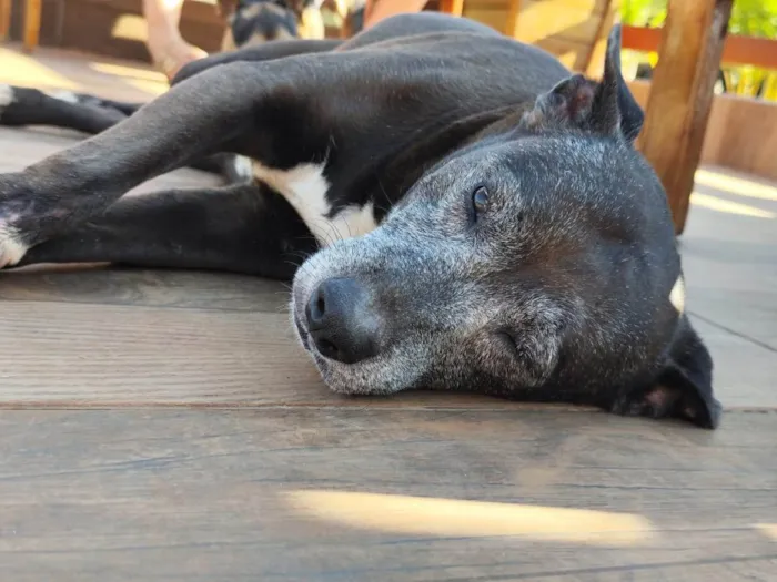 Cachorro ra a SRD-ViraLata idade 6 ou mais anos nome Kira