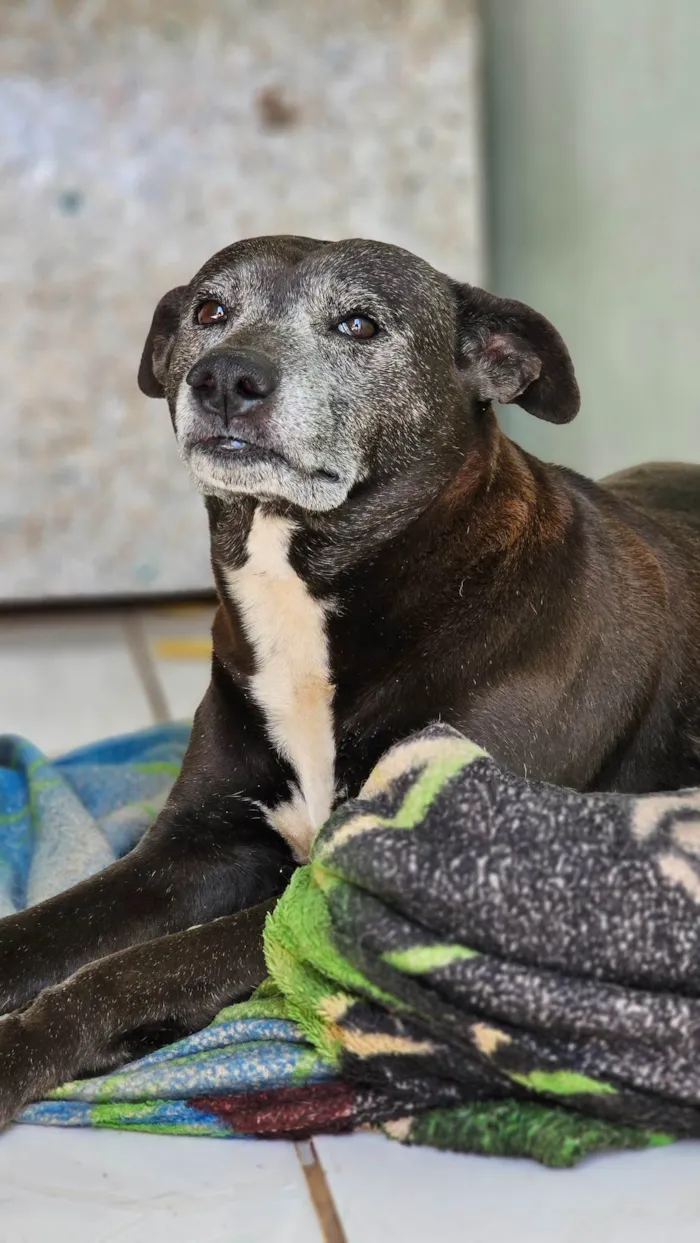 Cachorro ra a SRD-ViraLata idade 6 ou mais anos nome Kira