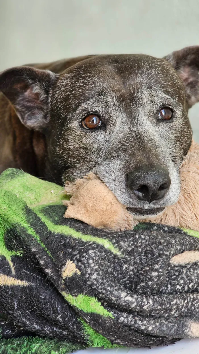 Cachorro ra a SRD-ViraLata idade 6 ou mais anos nome Kira