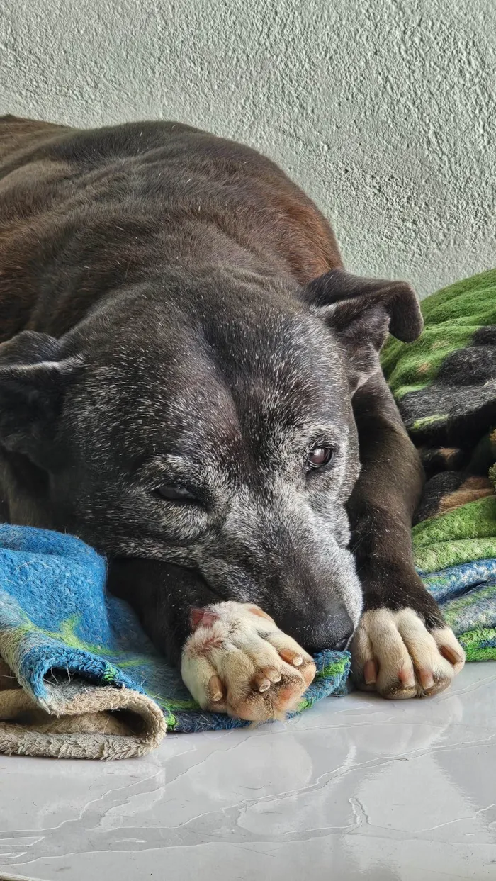 Cachorro ra a SRD-ViraLata idade 6 ou mais anos nome Kira