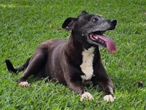 Cachorro raça SRD-ViraLata idade 6 ou mais anos nome Kira