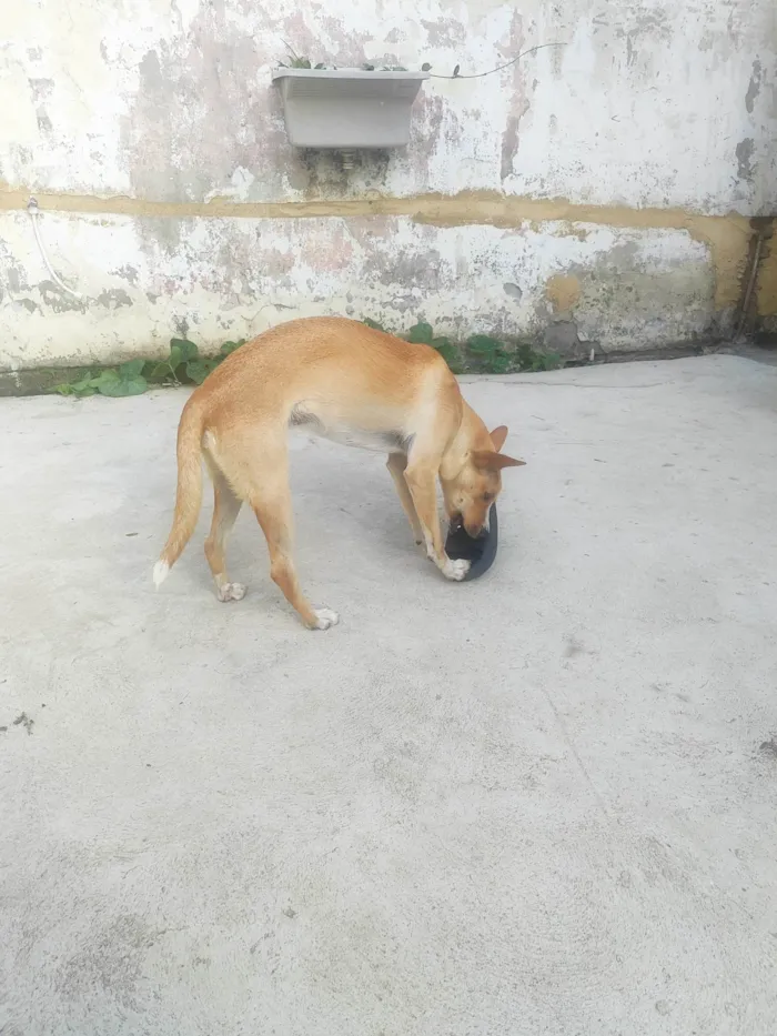 Cachorro ra a SRD-ViraLata idade 1 ano nome Pérola 
