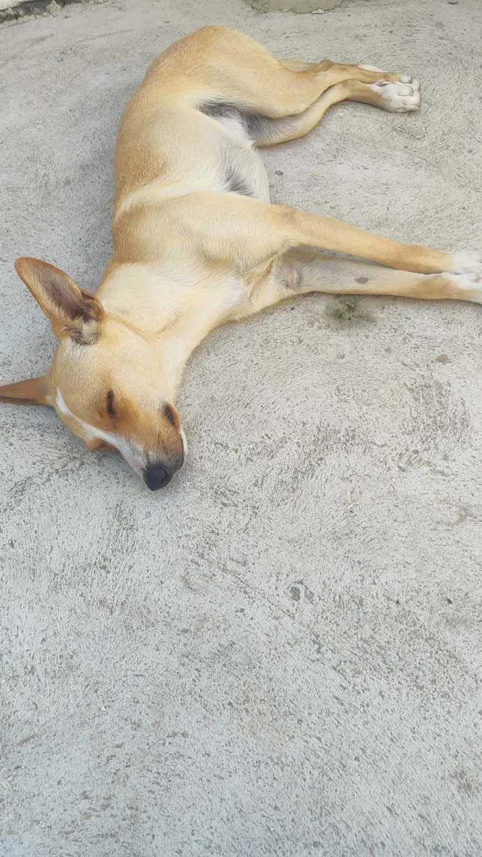 Cachorro ra a SRD-ViraLata idade 1 ano nome Pérola 