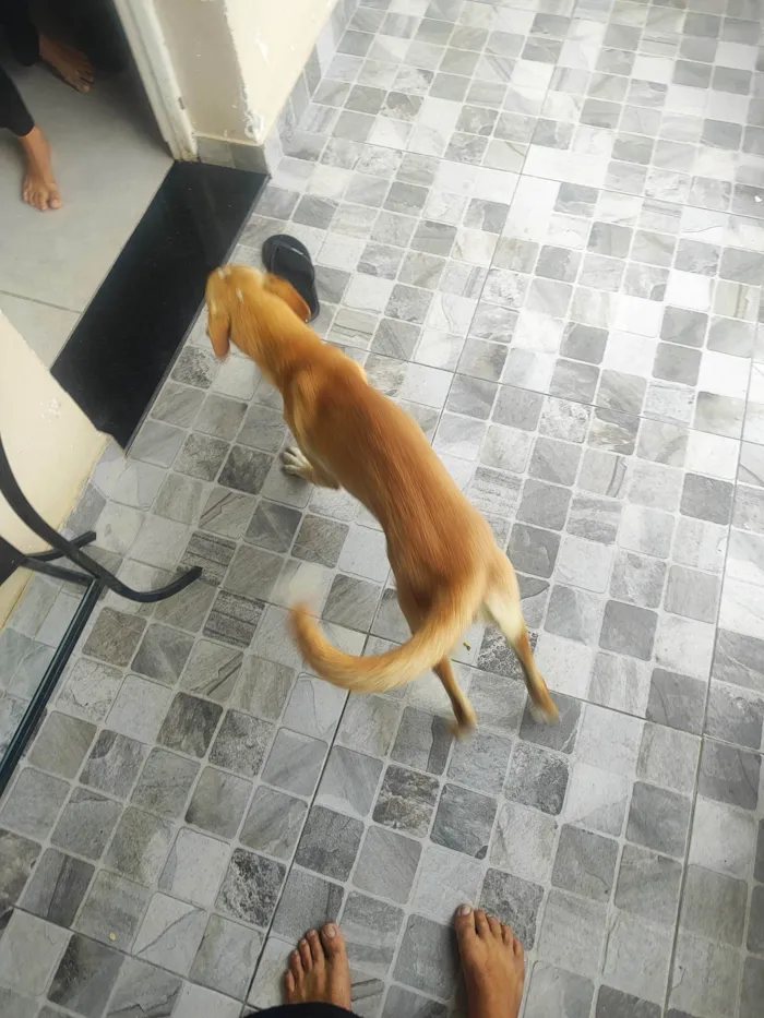 Cachorro ra a SRD-ViraLata idade 1 ano nome Pérola 