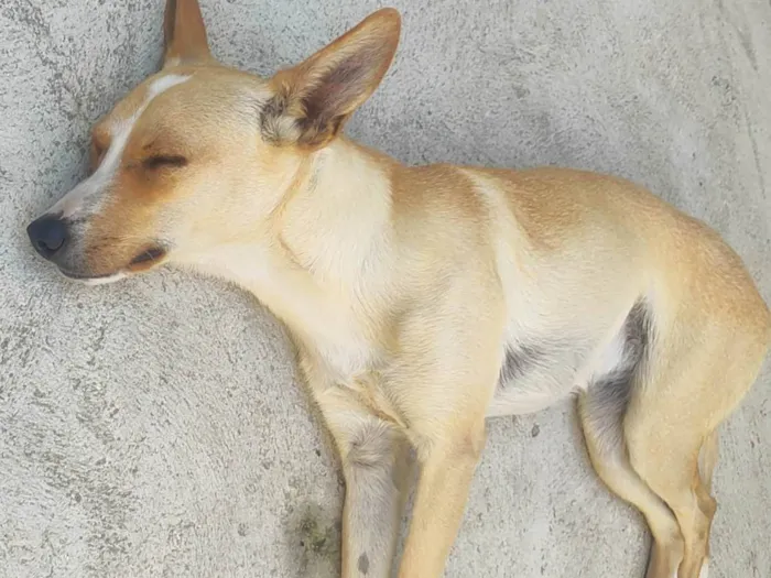 Cachorro ra a SRD-ViraLata idade 1 ano nome Pérola 