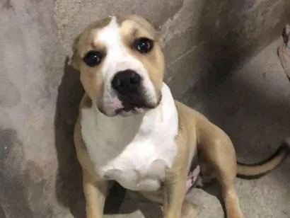 Cachorro raça Pit-Bull idade 1 ano nome FATIMA M M GERONIMO