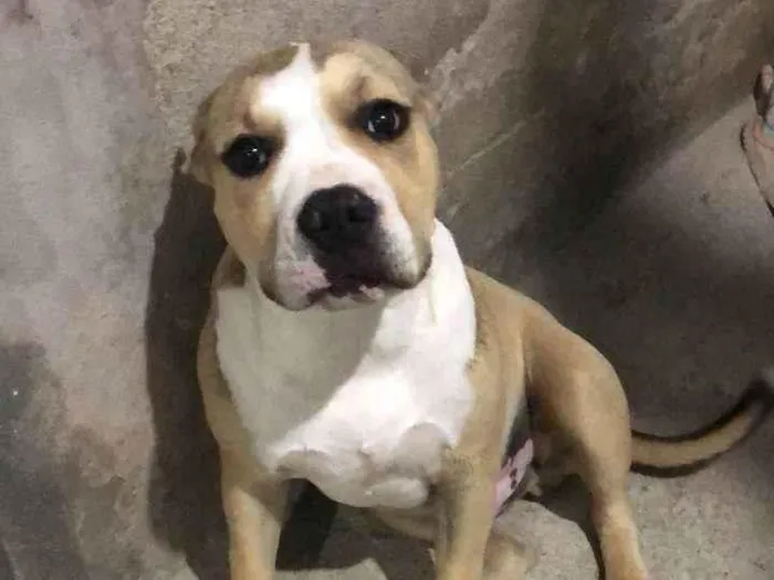 Cachorro ra a Pit-Bull idade 1 ano nome FATIMA M M GERONIMO