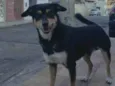 Chorão 