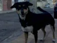 Chorão 
