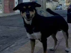 Cachorro raça SRD-ViraLata idade 6 ou mais anos nome Chorão 