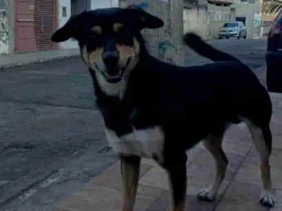 Cachorro raça SRD-ViraLata idade 6 ou mais anos nome Chorão 