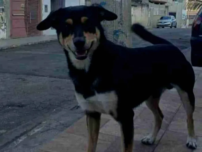 Cachorro ra a SRD-ViraLata idade 6 ou mais anos nome Chorão 