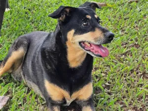 Cachorro raça SRD-ViraLata idade 6 ou mais anos nome Neguinha