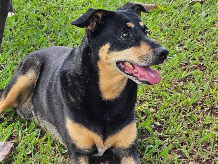 Cachorro ra a SRD-ViraLata idade 6 ou mais anos nome Neguinha
