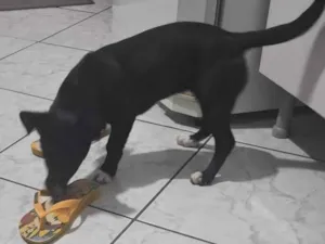 Cachorro raça SRD-ViraLata idade 2 a 6 meses nome Bela