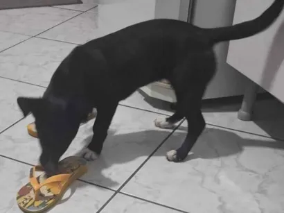 Cachorro raça SRD-ViraLata idade 2 a 6 meses nome Bela