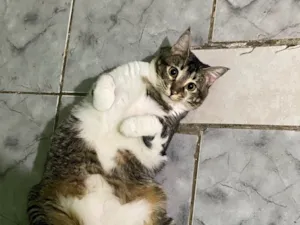 Gato raça SRD-ViraLata idade 1 ano nome Shakira