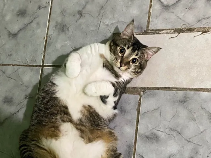 Gato ra a SRD-ViraLata idade 1 ano nome Shakira