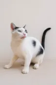 Loki