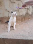 Loki