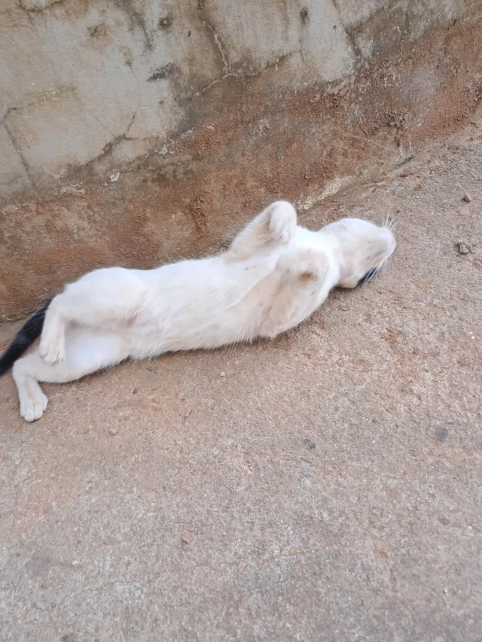 Gato ra a SRD-ViraLata idade 7 a 11 meses nome Loki