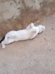 Loki