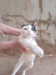 Loki