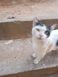 Loki