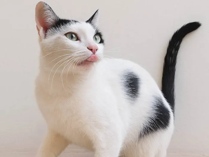 Gato ra a SRD-ViraLata idade 7 a 11 meses nome Loki