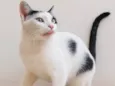 Loki