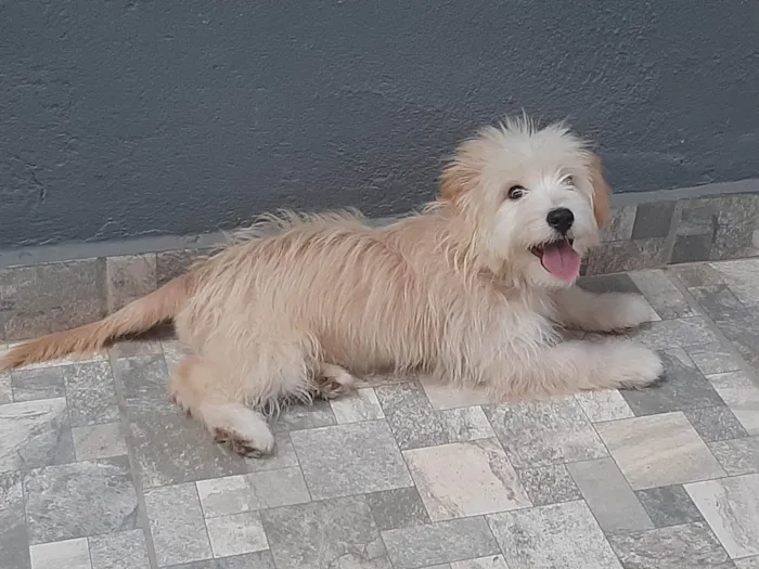 Cachorro ra a Poodle idade 1 ano nome Paula Renata 
