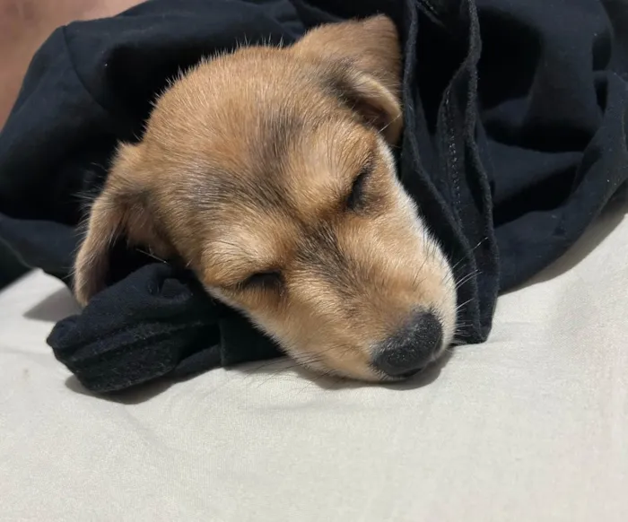 Cachorro ra a SRD-ViraLata idade 2 a 6 meses nome Mel