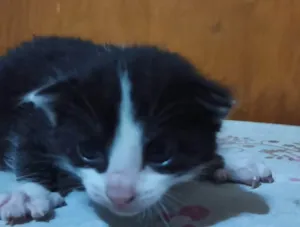 Gato raça SRD-ViraLata idade Abaixo de 2 meses nome Kiwi
