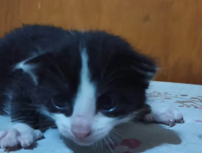 Gato ra a SRD-ViraLata idade Abaixo de 2 meses nome Kiwi
