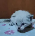 Gengibre