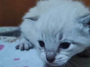 Gato raça SRD-ViraLata idade Abaixo de 2 meses nome Gengibre