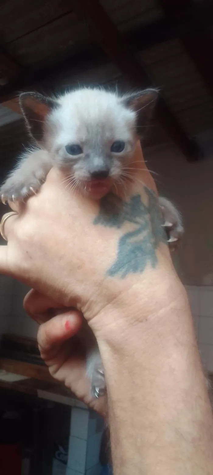 Gato ra a SRD-ViraLata idade Abaixo de 2 meses nome Mingau