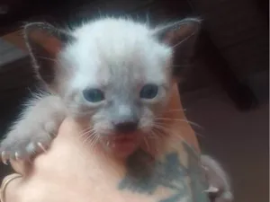 Gato raça SRD-ViraLata idade Abaixo de 2 meses nome Mingau