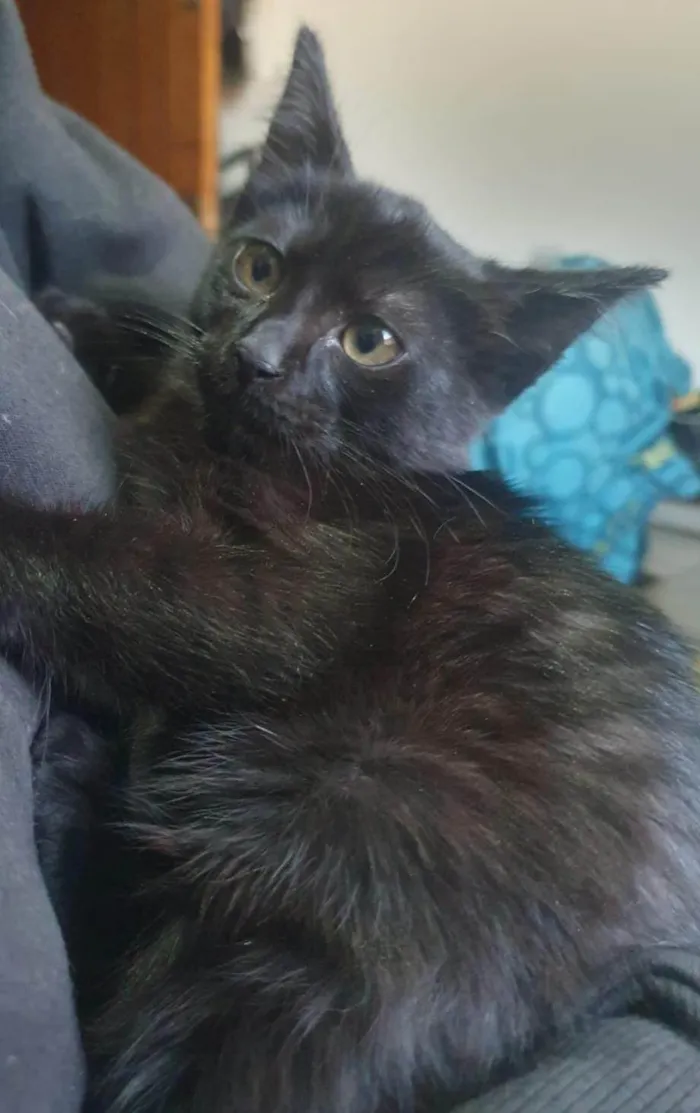 Gato ra a SRD-ViraLata idade 2 a 6 meses nome Magia