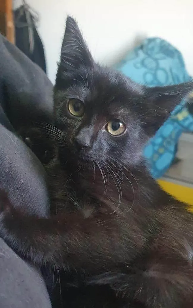 Gato ra a SRD-ViraLata idade 2 a 6 meses nome Magia