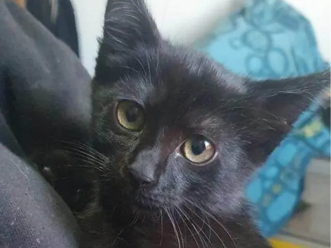 Gato ra a SRD-ViraLata idade 2 a 6 meses nome Magia
